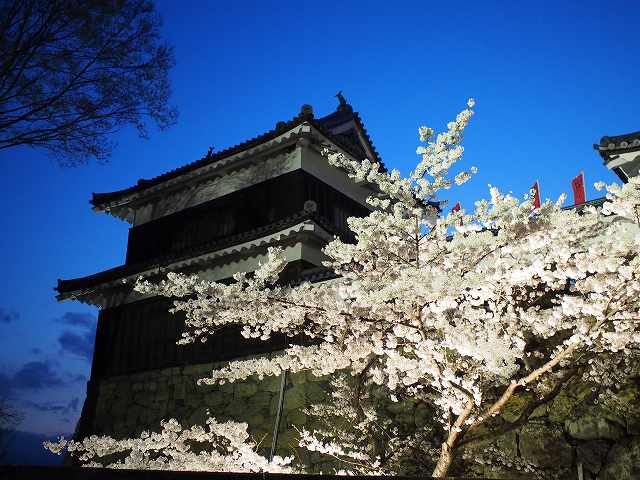 桜のライトアップ！「上田城跡公園」に行って来ました！クチコミ「平日なのに人いっぱい」